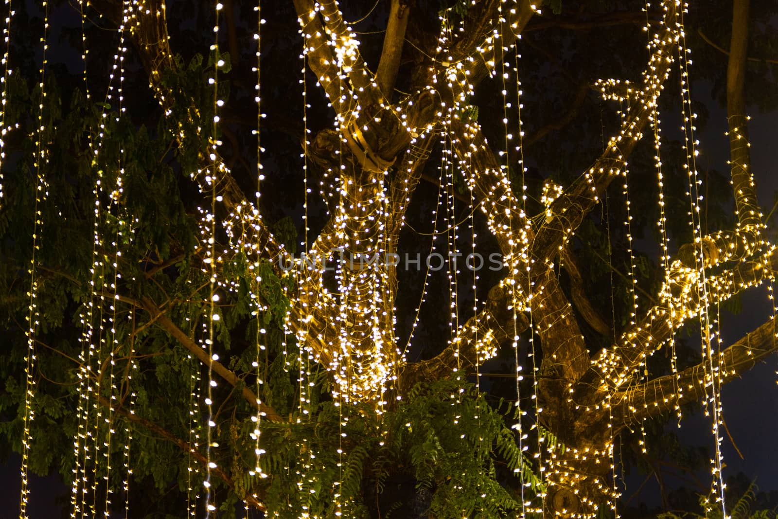 cable of string led lights on tree in the garden at night time used for decorating for beauty According to important festivals
