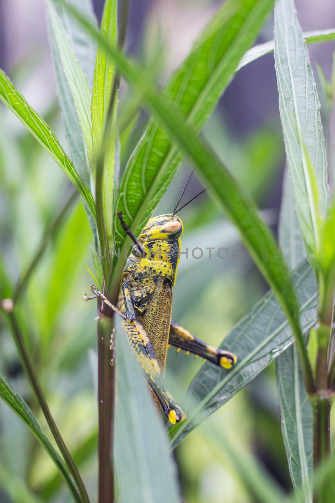 Grasshopper Locust on green leaf the body is yellow and black.