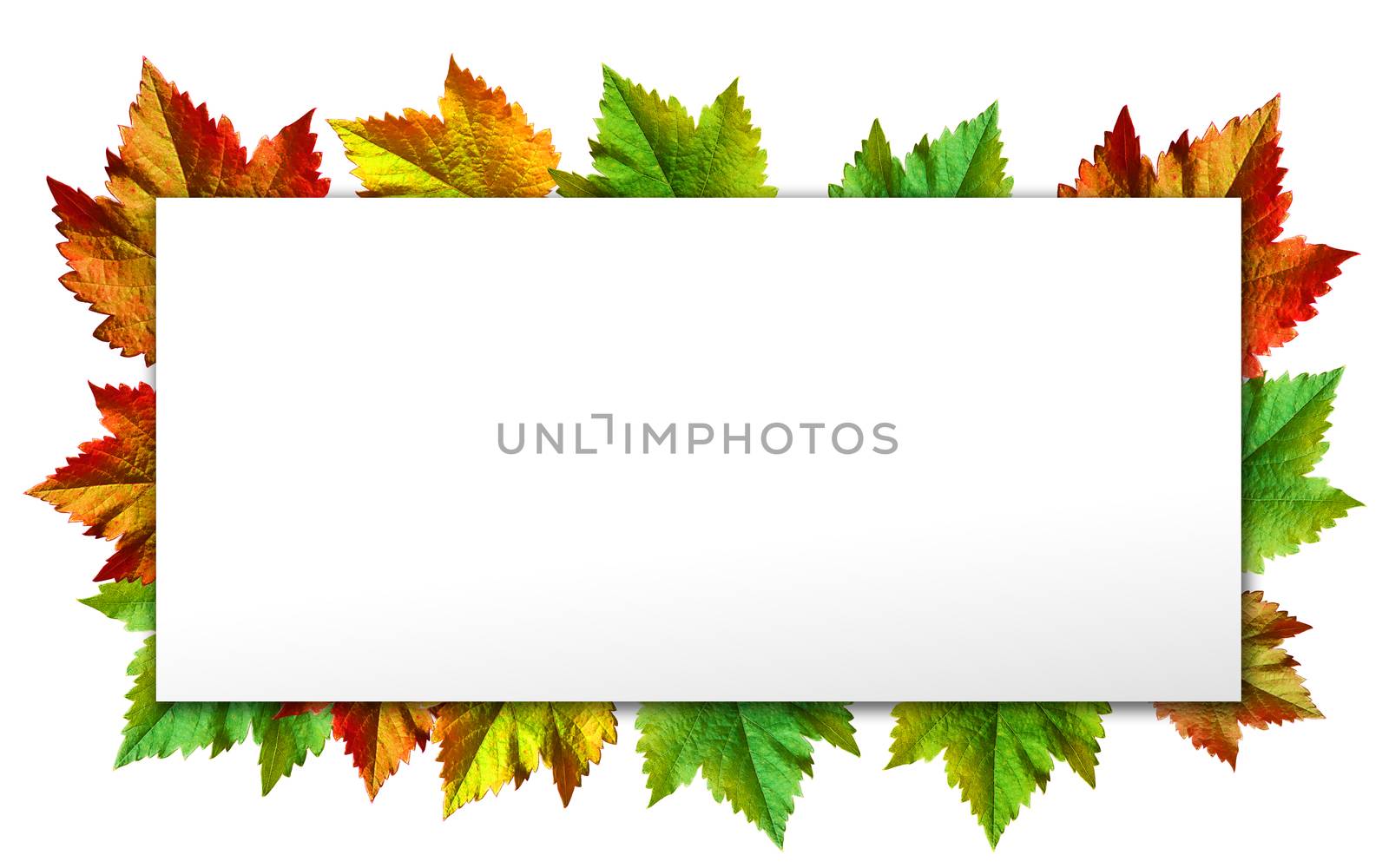 Happy Thanksgiving with text greeting and autumn leaves .Photo of  Grapes green leaves wreath with clipping path included.