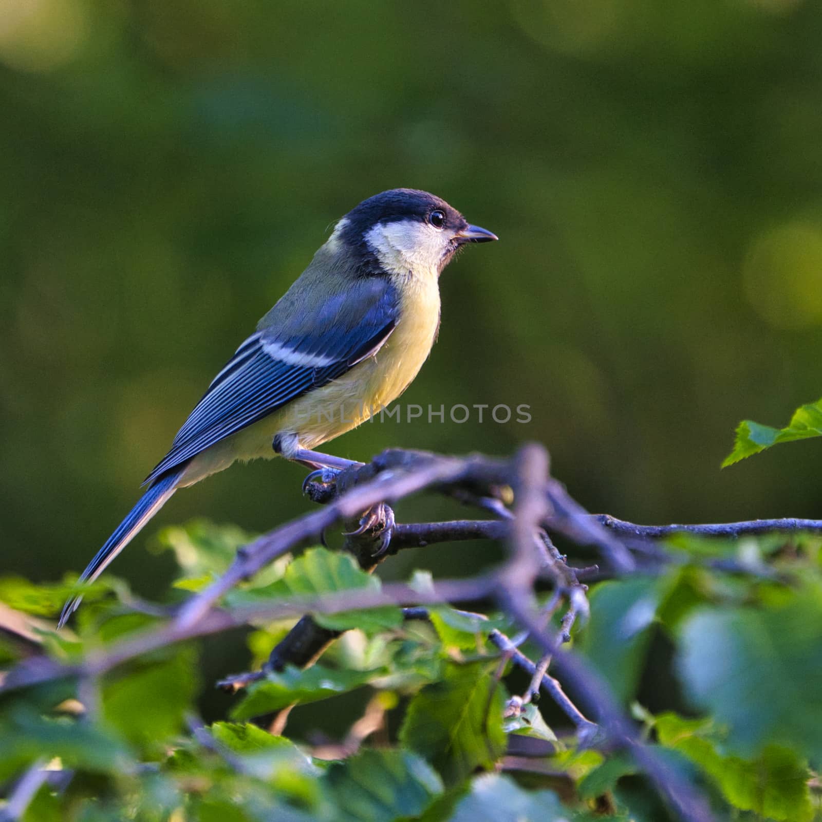 Great Tilt on tree by Bullysoft