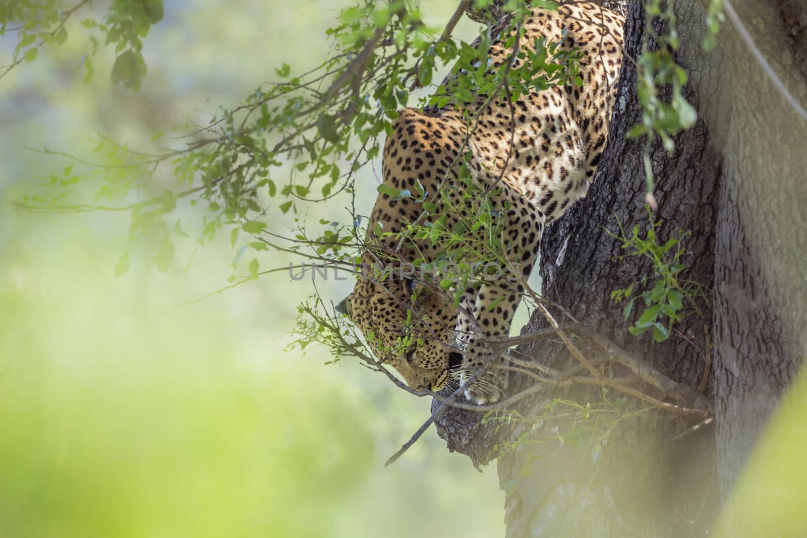 Leopard jumping down a tree in Kruger National park, South Africa ; Specie Panthera pardus family of Felidae