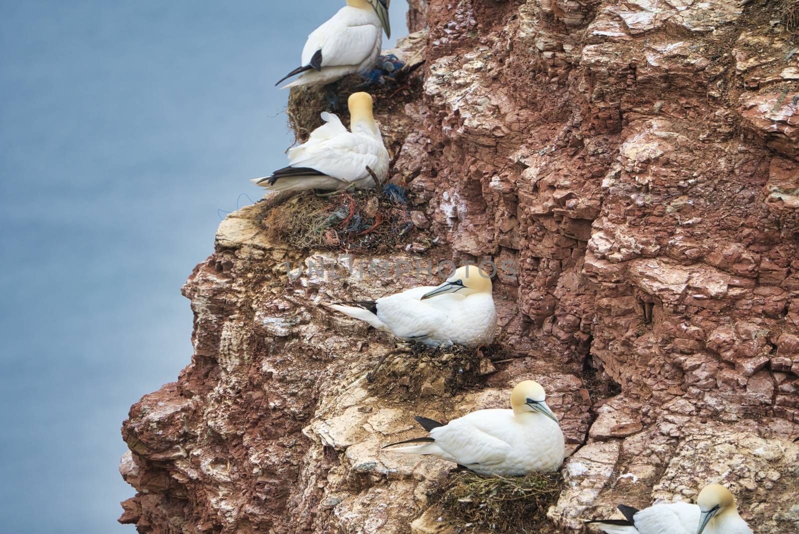 colony of northern garnet on the red Rock - Heligoland island