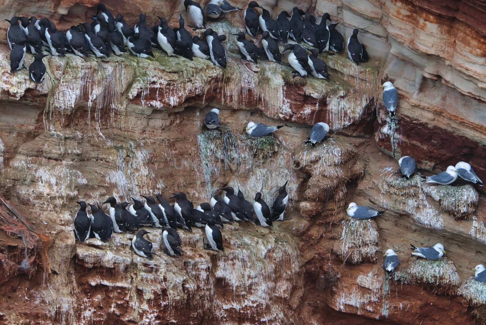 common murre colony - common guillemot on the red Rock in the northsea - Heligoland - Germany -Uria aalge