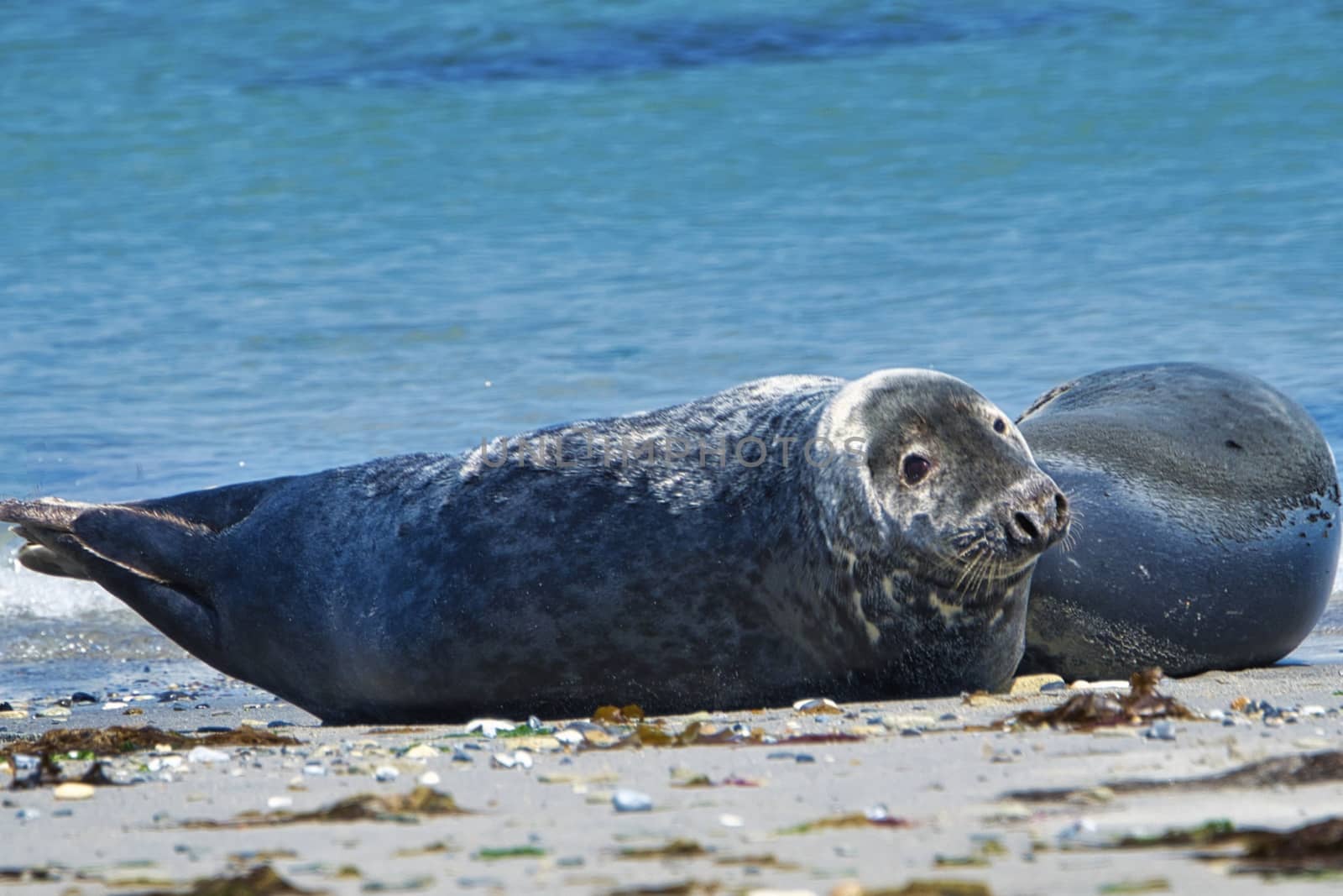 Grey seal on the beach of Heligoland - island Dune by Bullysoft