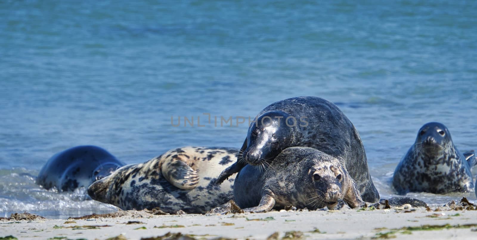 Grey seal on the beach of Heligoland - island Dune by Bullysoft