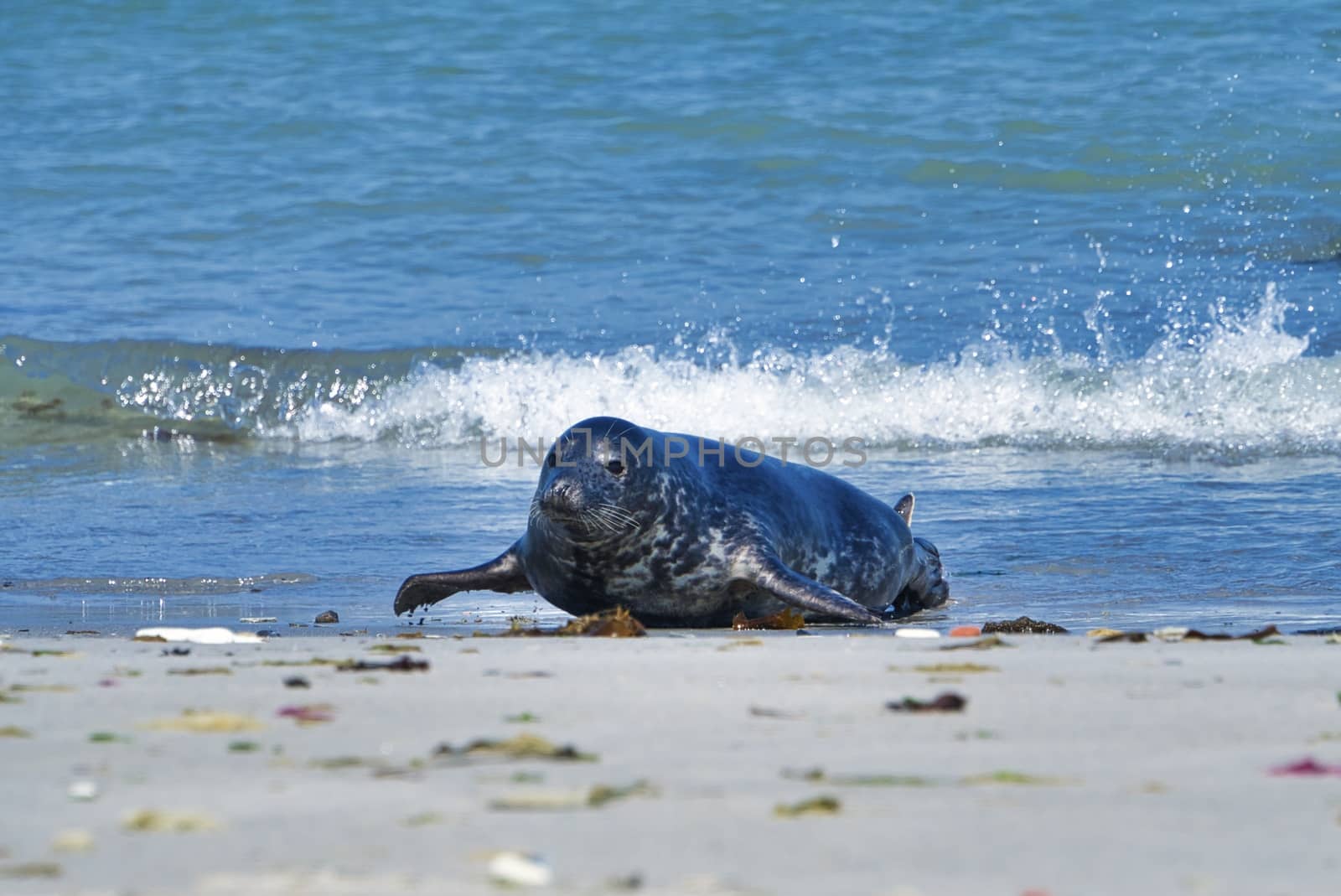 Grey seal on the beach of Heligoland - island Dune by Bullysoft