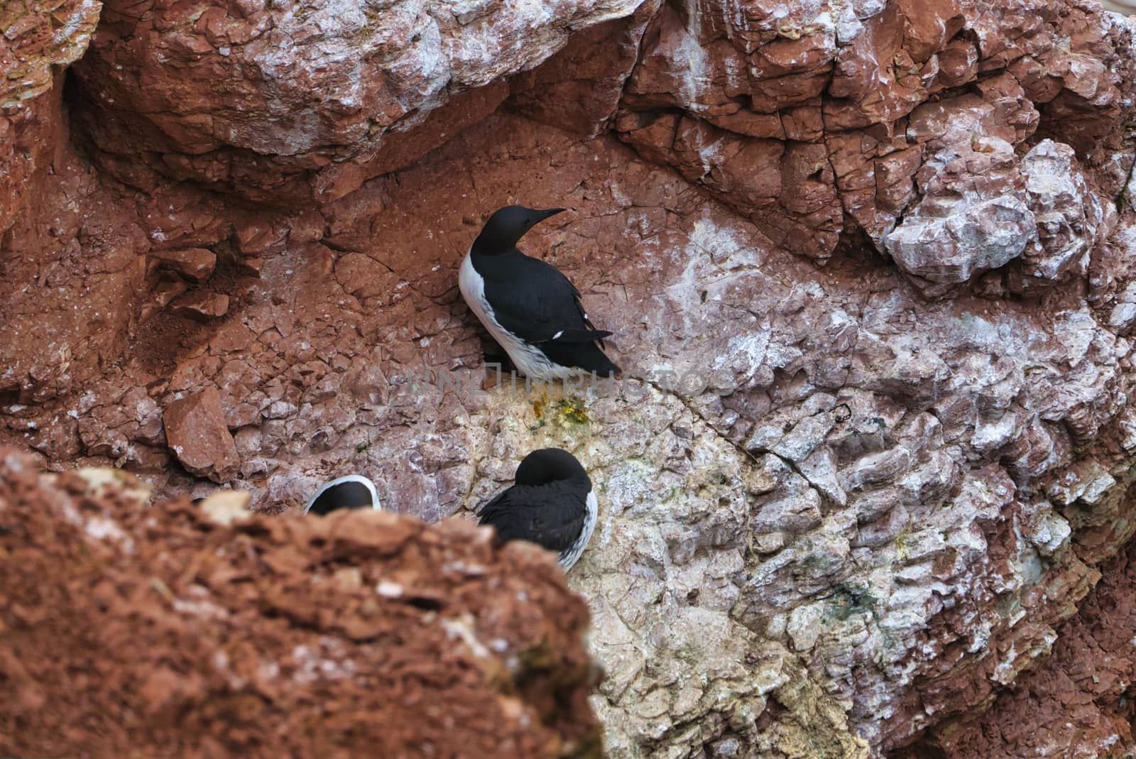 common murre colony - common guillemot on the red Rock in the northsea - Heligoland - Germany -Uria aalge