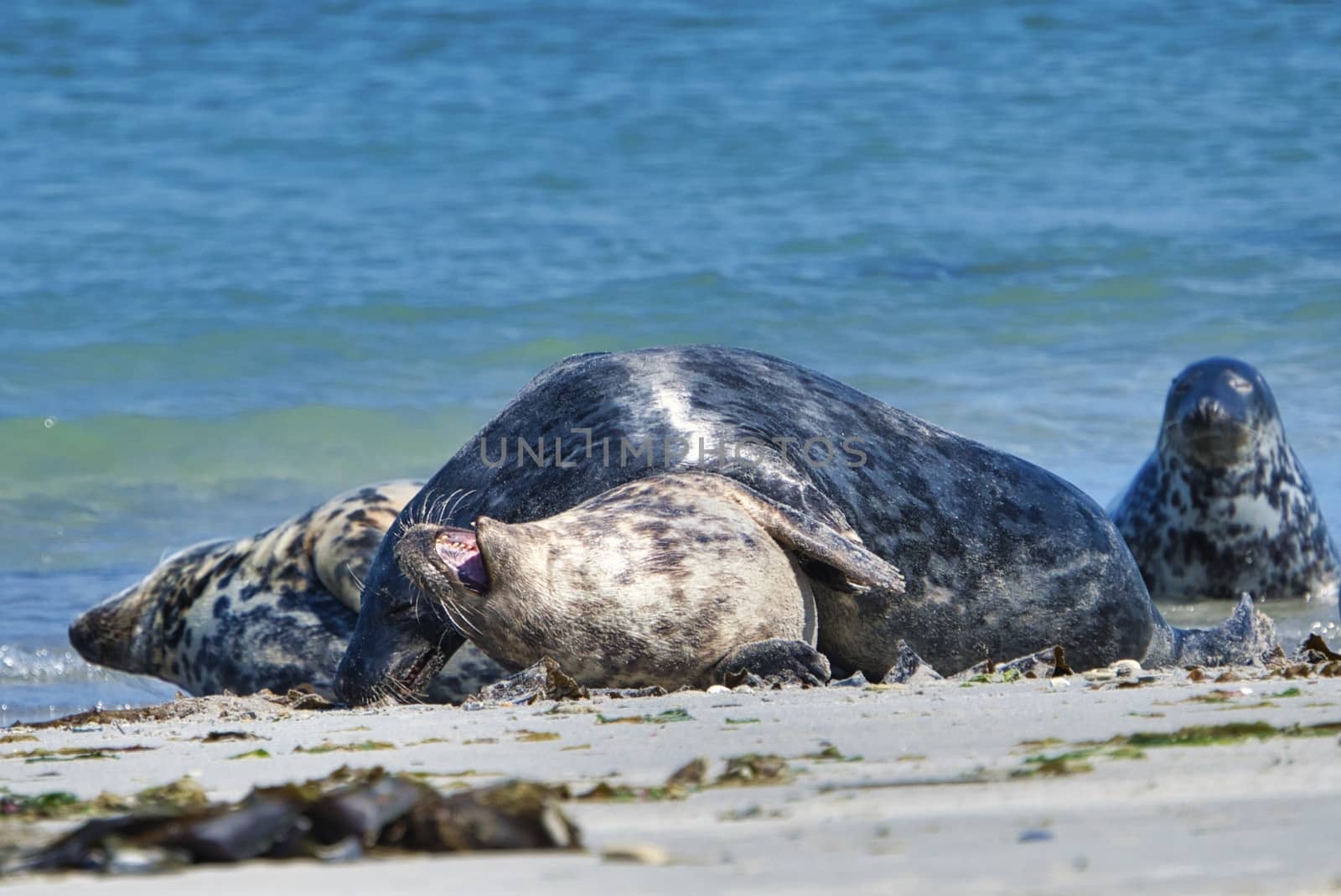 Wijd Grey seal on the north beach of Heligoland - island Dune i- Northsea - Germany