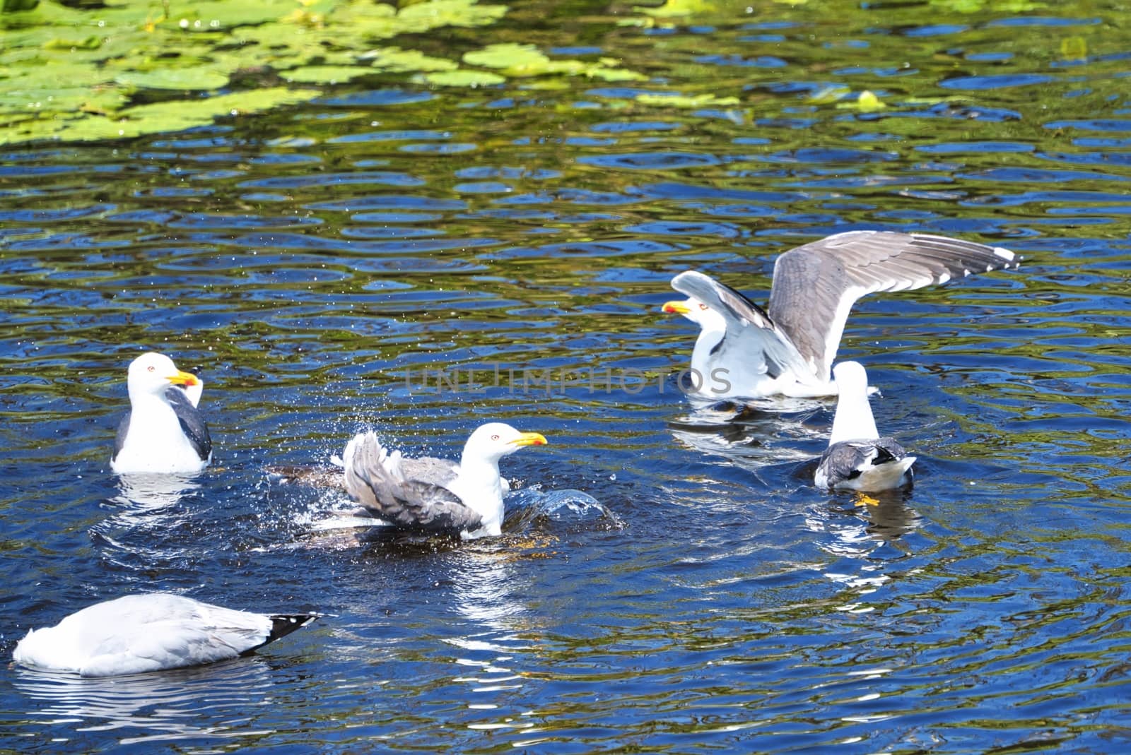 Group ofeuropean herring gull on heligoland - island Dune - cleaning feather in sweet water pond - Larus argentatus