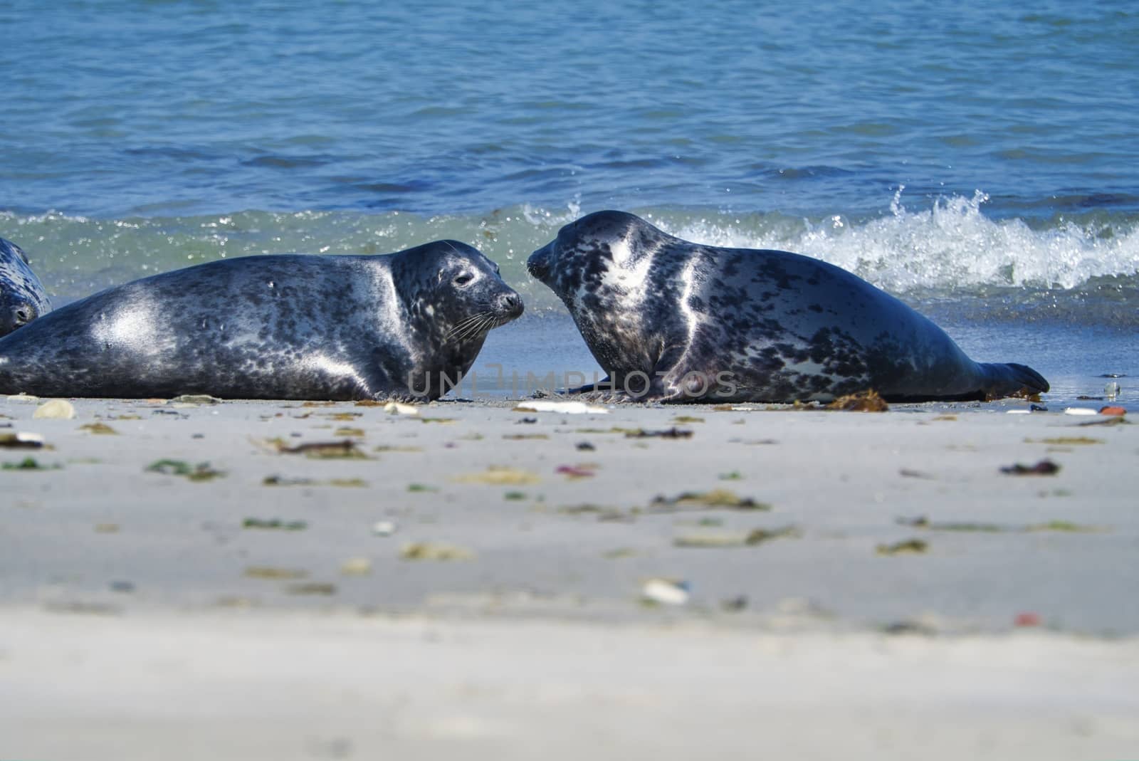 Grey seal on the beach of Heligoland - island Dune by Bullysoft