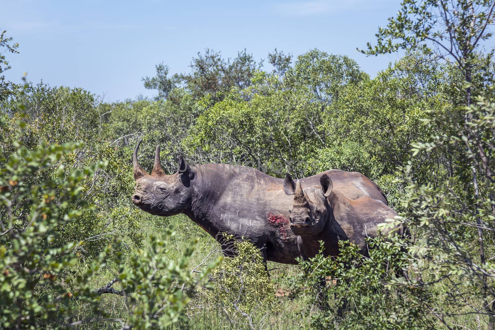 Black rhinoceros in Kruger National park, South Africa by PACOCOMO