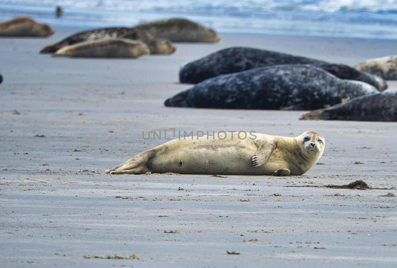 Grey seal on South beach ofHeligoland - island Dune - germany