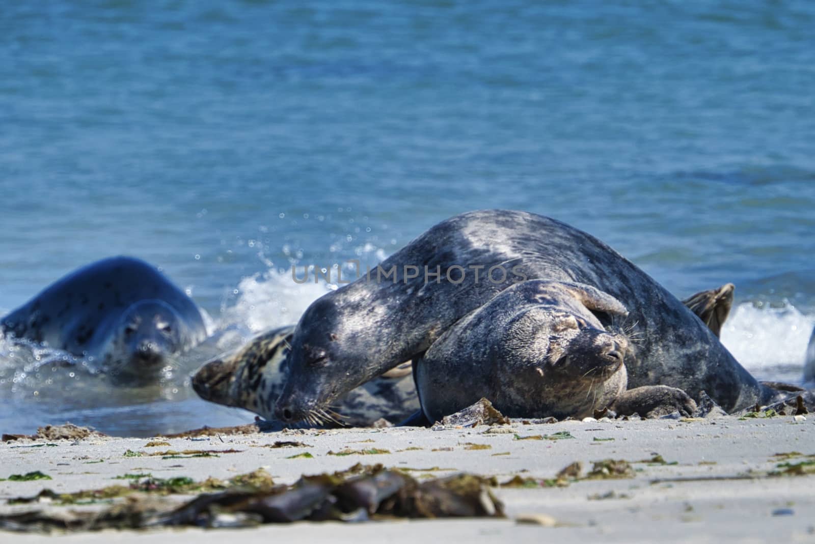 Grey seal on the beach of Heligoland - island Dune by Bullysoft