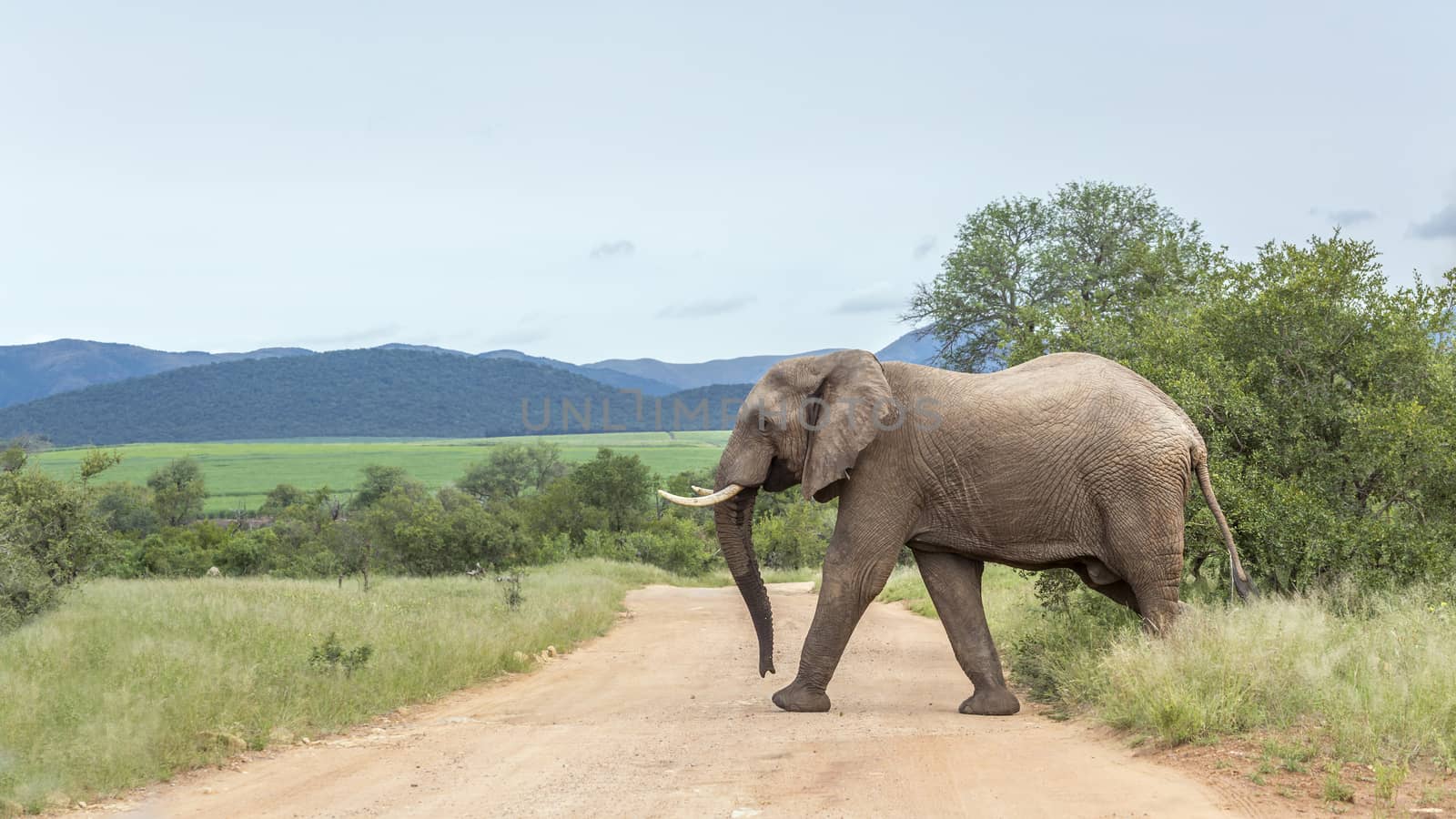 African bush elephant in Kruger National park, South Africa by PACOCOMO