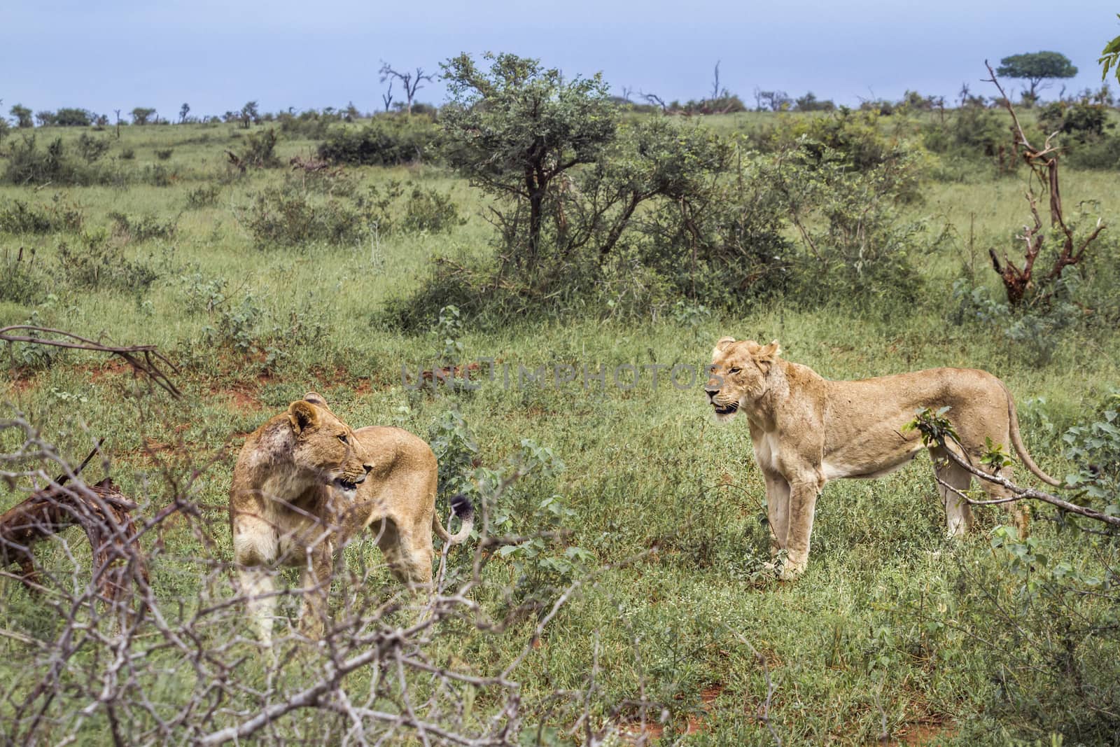 Two African lioness in green savannah in Kruger National park, South Africa ; Specie Panthera leo family of Felidae