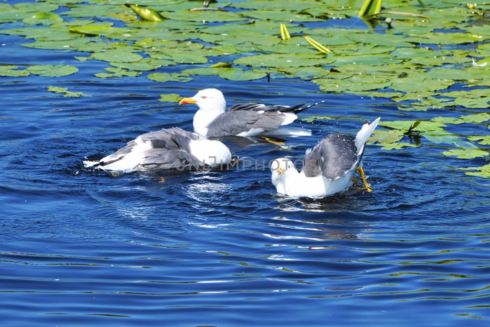 Group ofeuropean herring gull on heligoland - island Dune - cleaning feather in sweet water pond - Larus argentatus