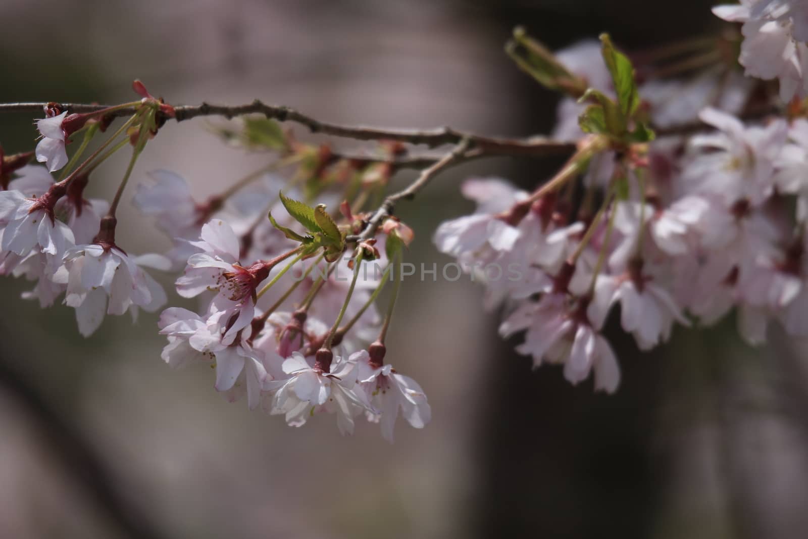 Close-up image of the beautiful soft pink Blossom flowers of 'Prunus Kanzan' a Japanese flowering cherry tree. by mynewturtle1