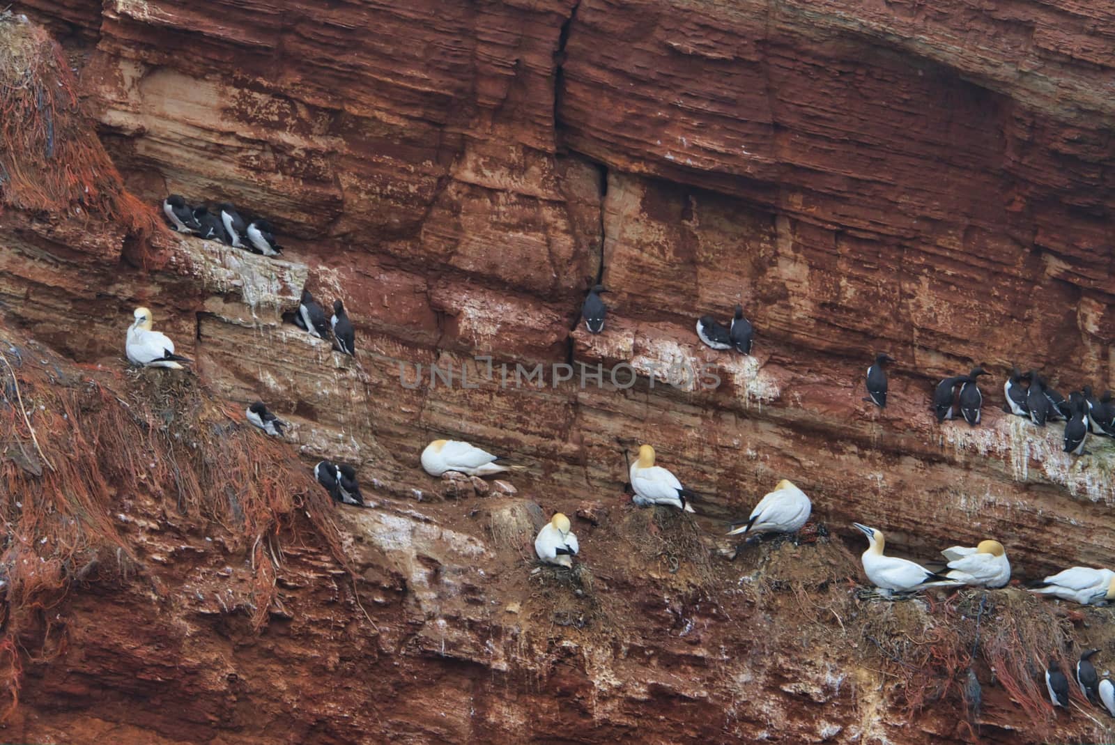 common murre colony - common guillemot on the red Rock in the northsea - Heligoland - Germany -Uria aalge