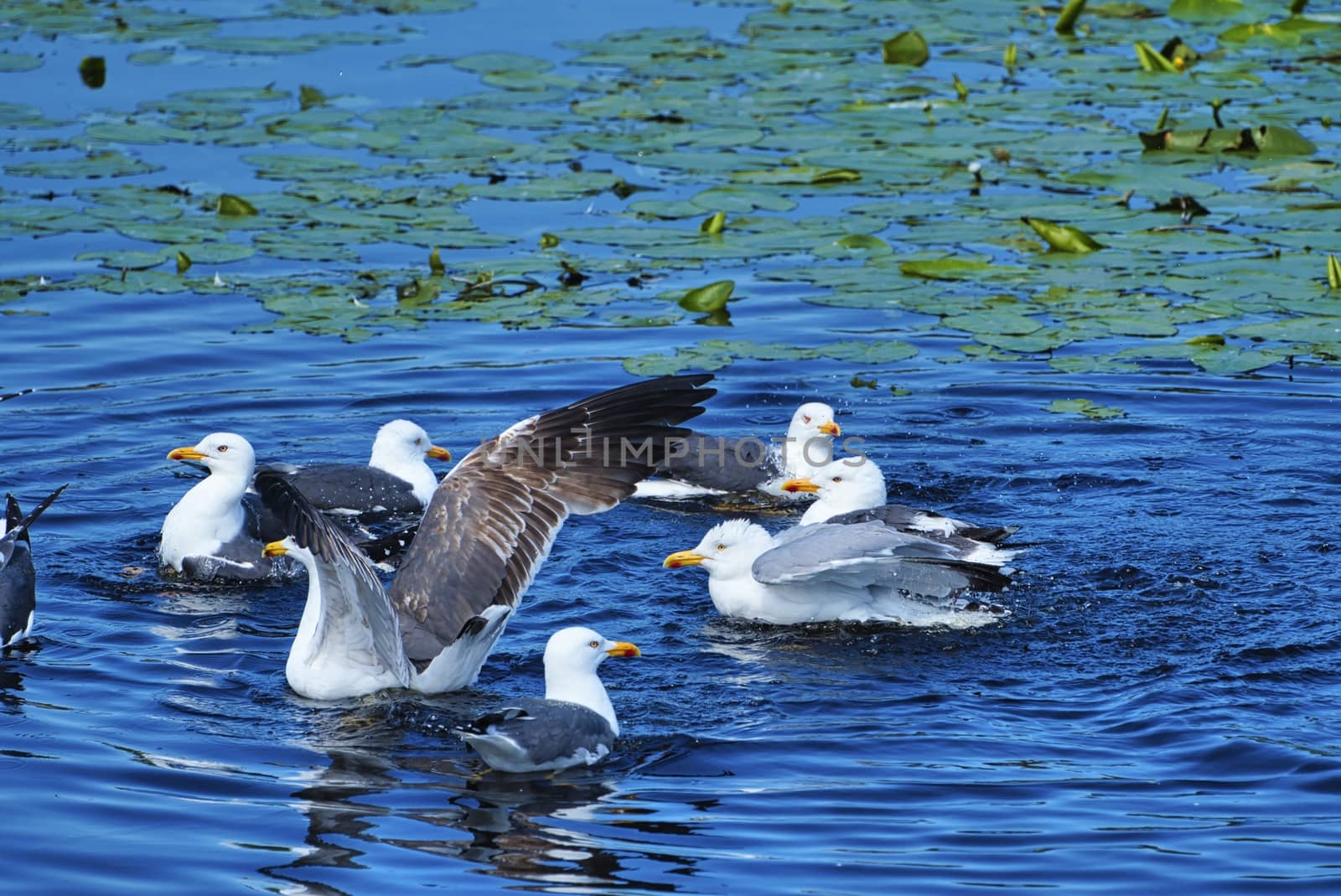 european herring gull on heligoland by Bullysoft