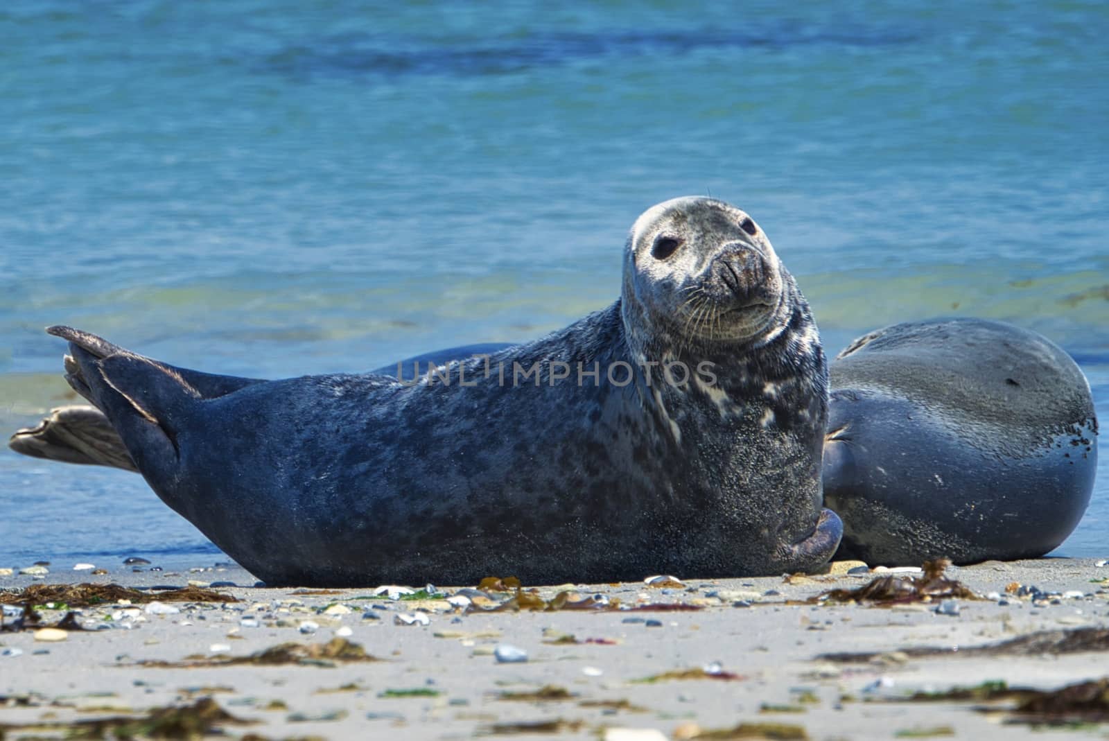 Grey seal on the beach of Heligoland - island Dune by Bullysoft