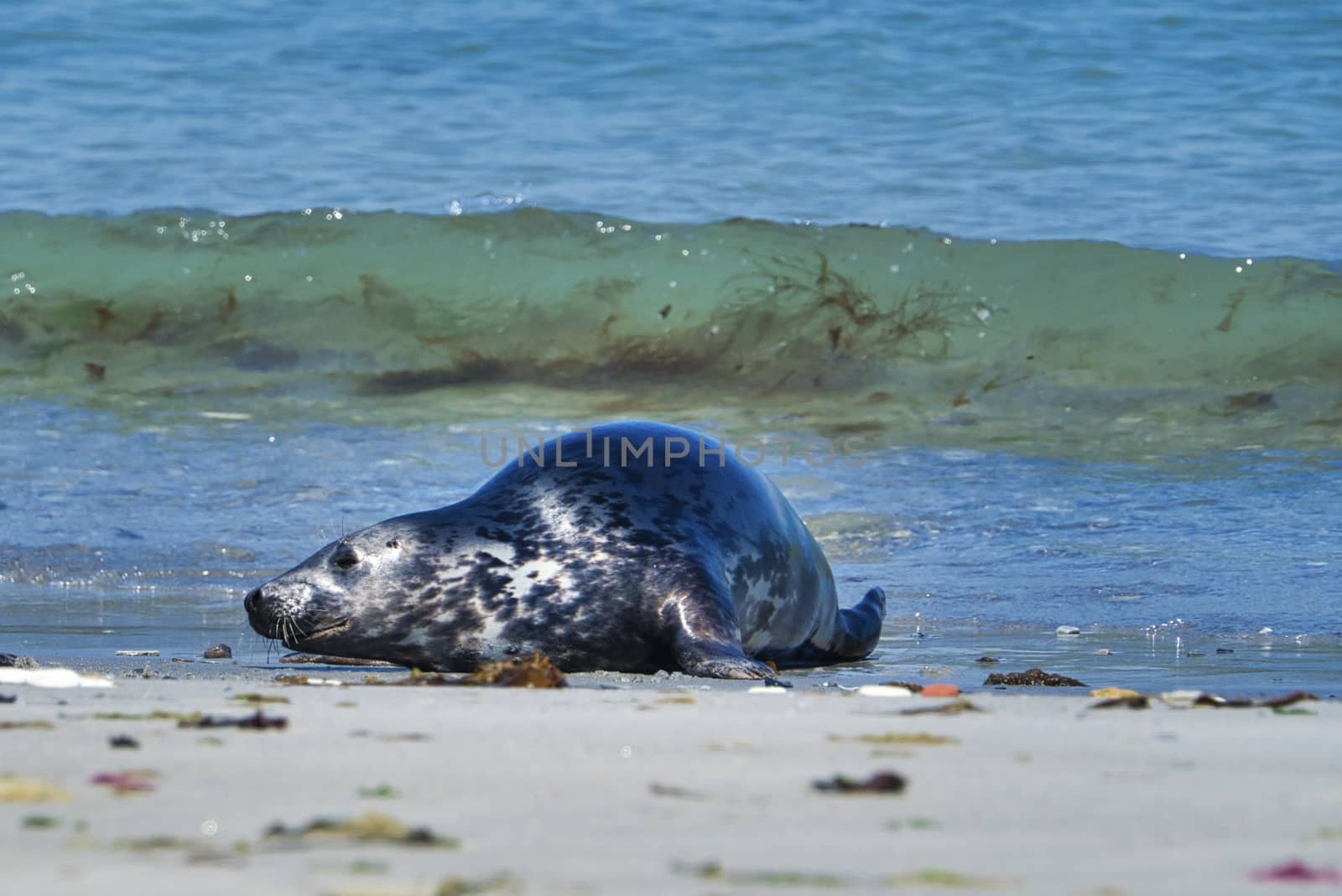 Wijd Grey seal on the north beach of Heligoland - island Dune i- Northsea - Germany