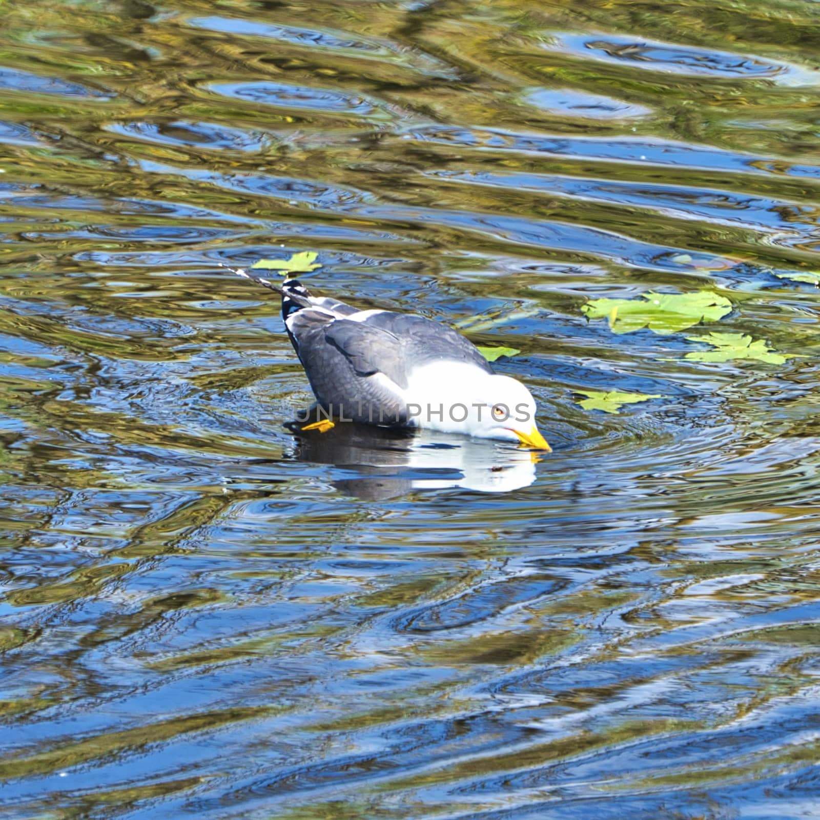 Single  european herring gull on heligoland - island Dune - cleaning feather in sweet water pond - Larus argentatus