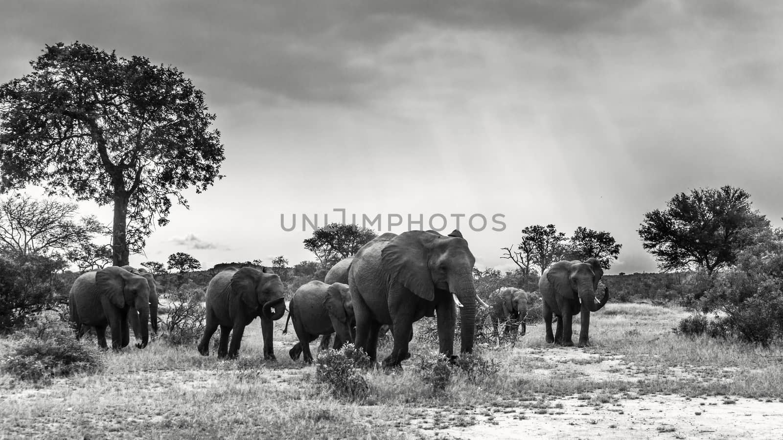 African bush elephant in Kruger National park, South Africa by PACOCOMO