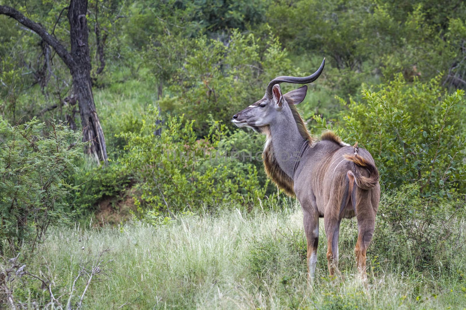 Greater kudu horned male in green savannah in Kruger National park, South Africa ; Specie Tragelaphus strepsiceros family of Bovidae