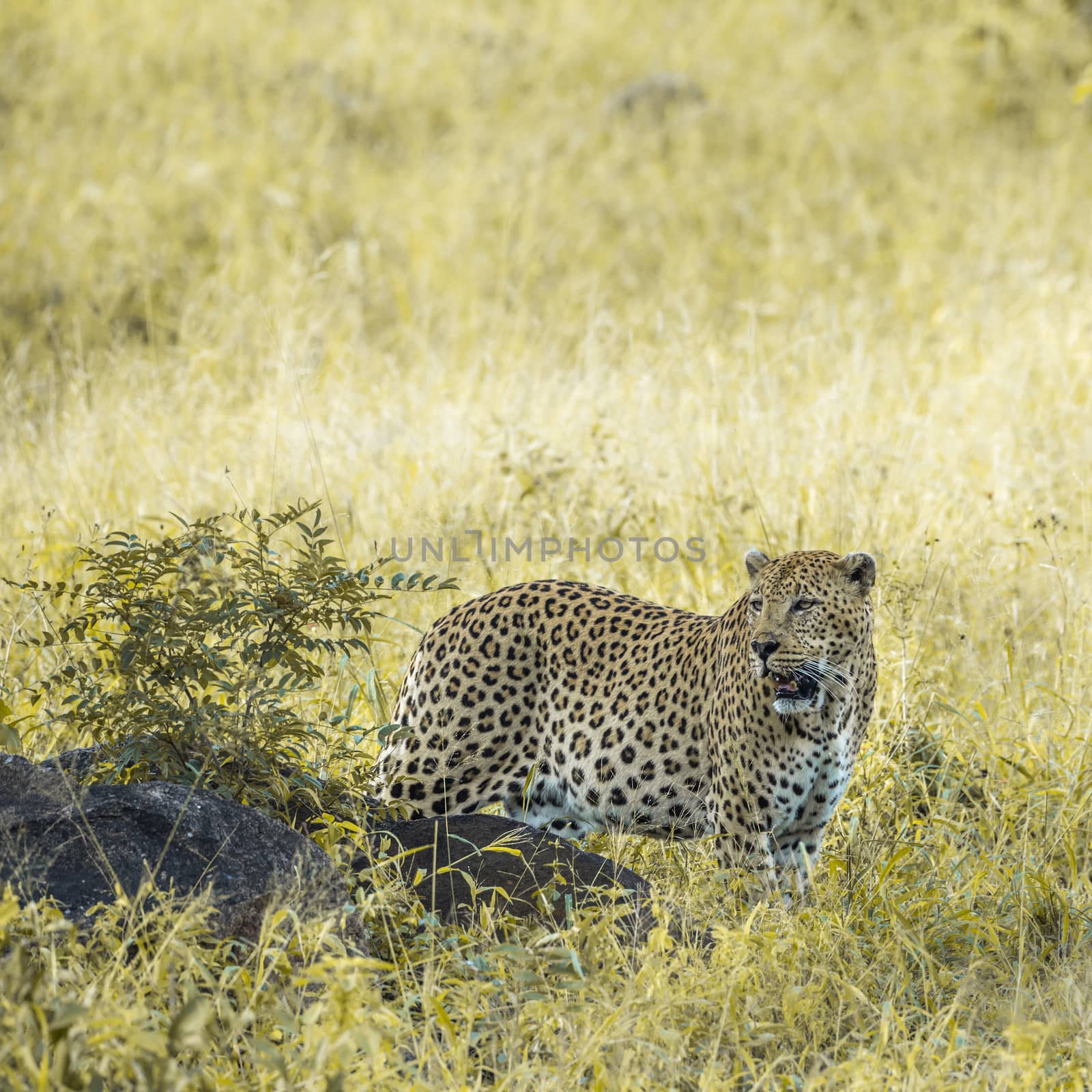 Leopard big male in savannah in Kruger National park, South Africa ; Specie Panthera pardus family of Felidae