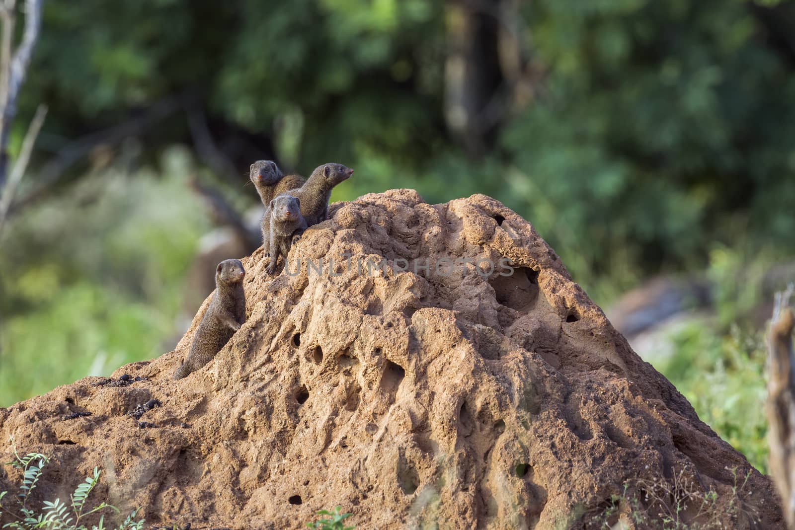 Three Common dwarf mongoose standing on termite mound in Kruger National park, South Africa ; Specie Helogale parvula family of Herpestidae