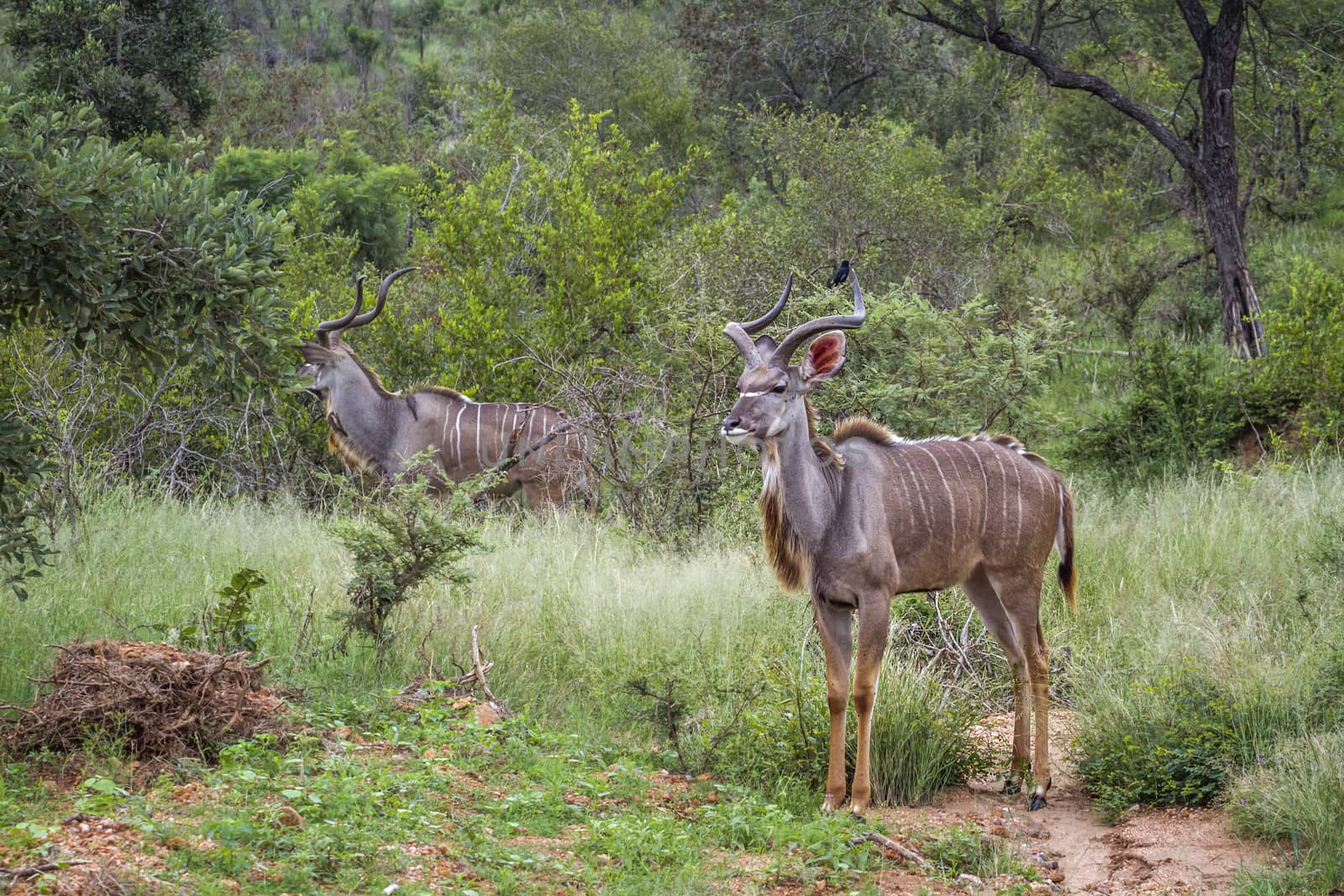 Greater kudu in Kruger National park, South Africa by PACOCOMO