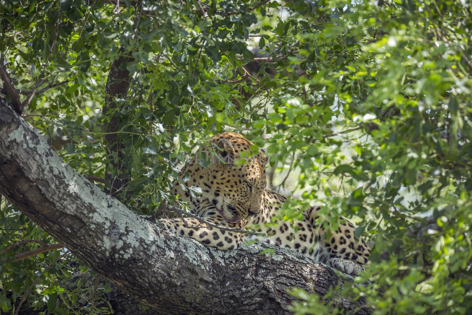 Leopard lying down and licking in a tree in Kruger National park, South Africa ; Specie Panthera pardus family of Felidae