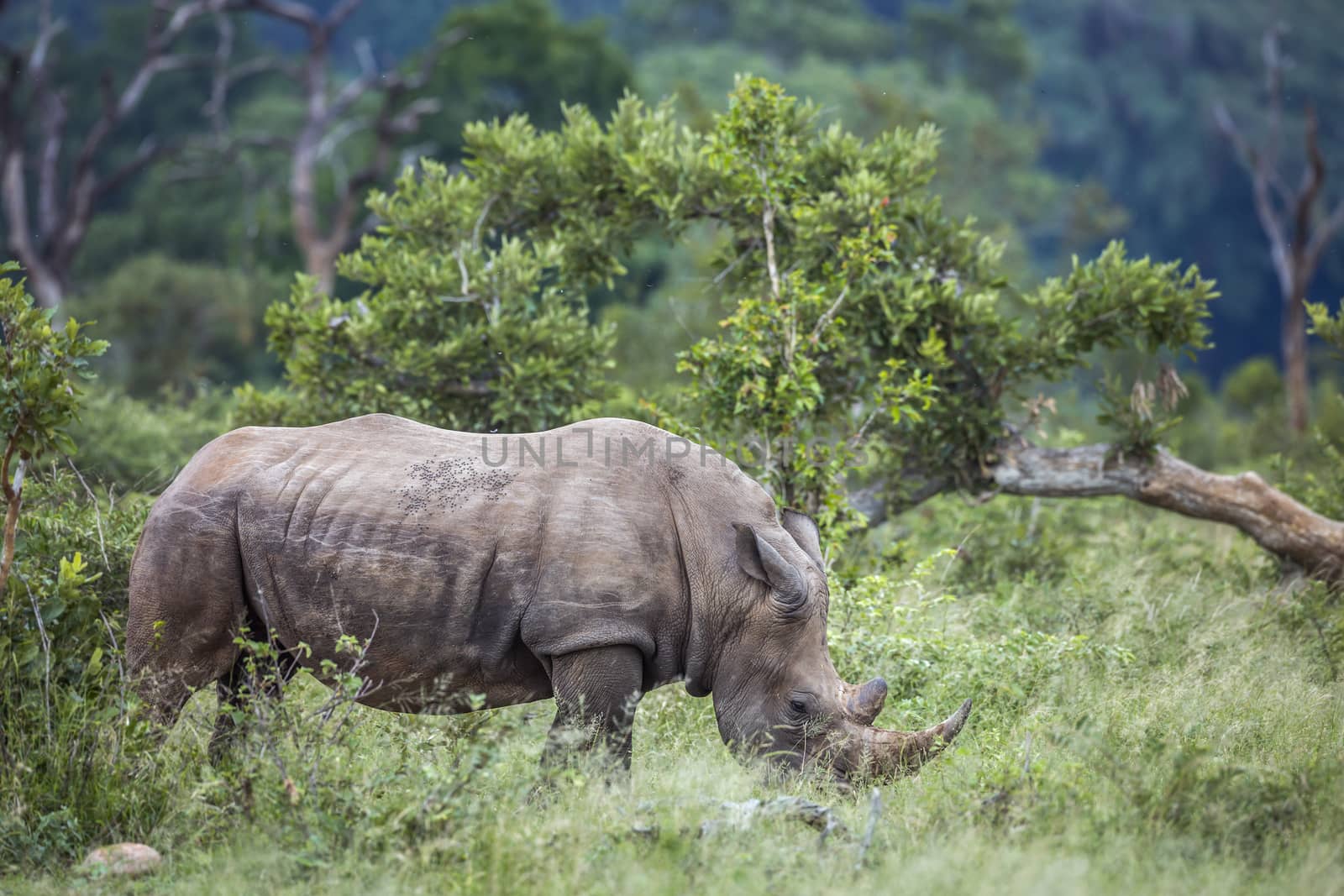 Southern white rhinoceros grazing in green savannah n Kruger National park, South Africa ; Specie Ceratotherium simum simum family of Rhinocerotidae