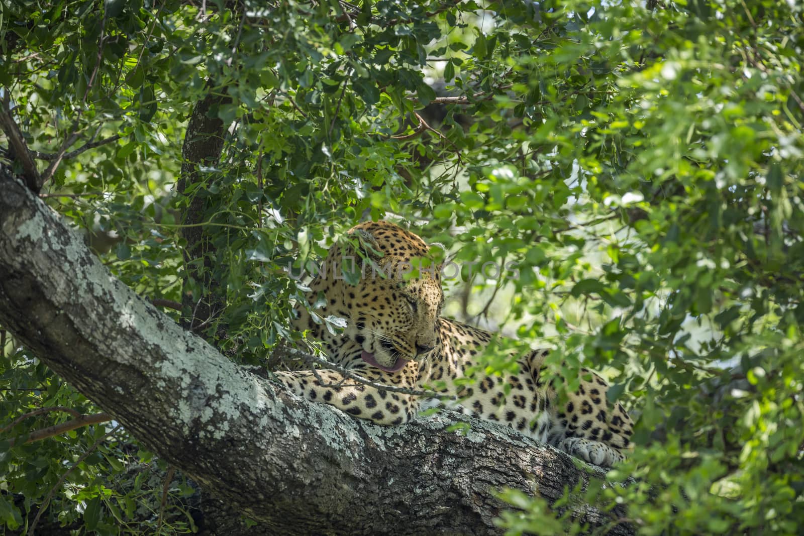 Leopard in Kruger National park, South Africa by PACOCOMO