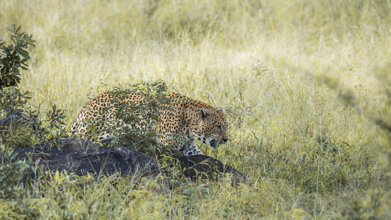 Leopard in Kruger National park, South Africa by PACOCOMO