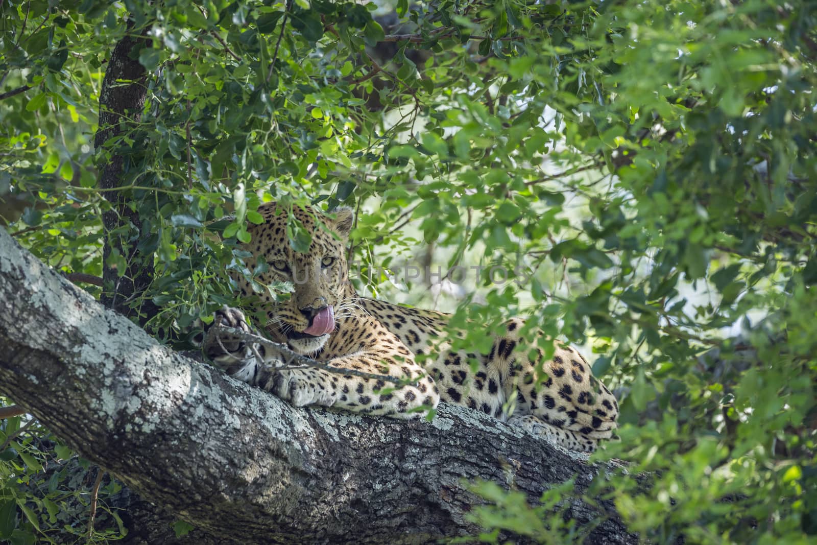 Leopard lying down in a tree in Kruger National park, South Africa ; Specie Panthera pardus family of Felidae