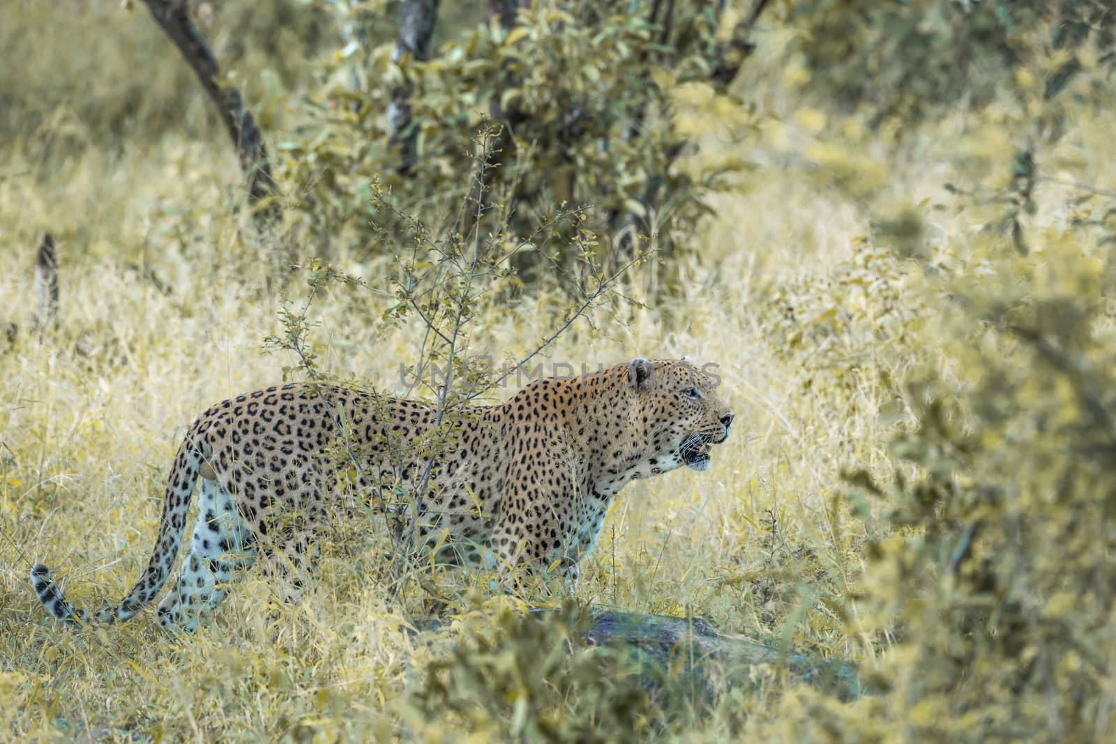 Leopard in Kruger National park, South Africa by PACOCOMO