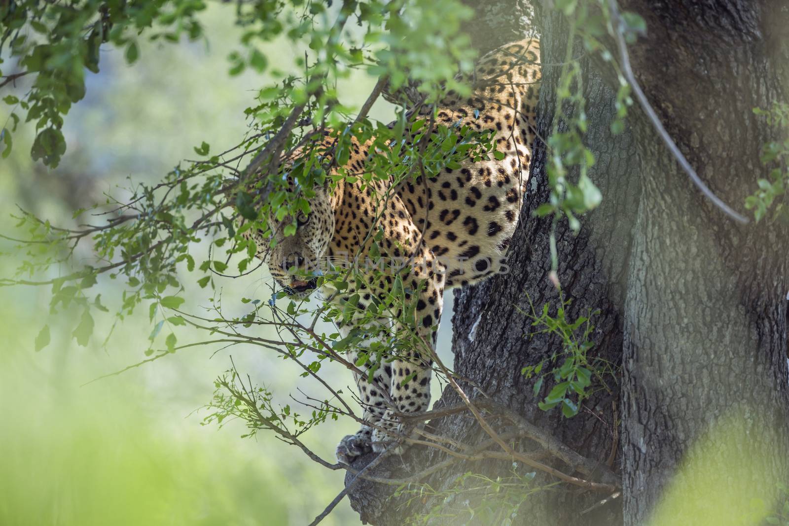 Leopard in Kruger National park, South Africa by PACOCOMO