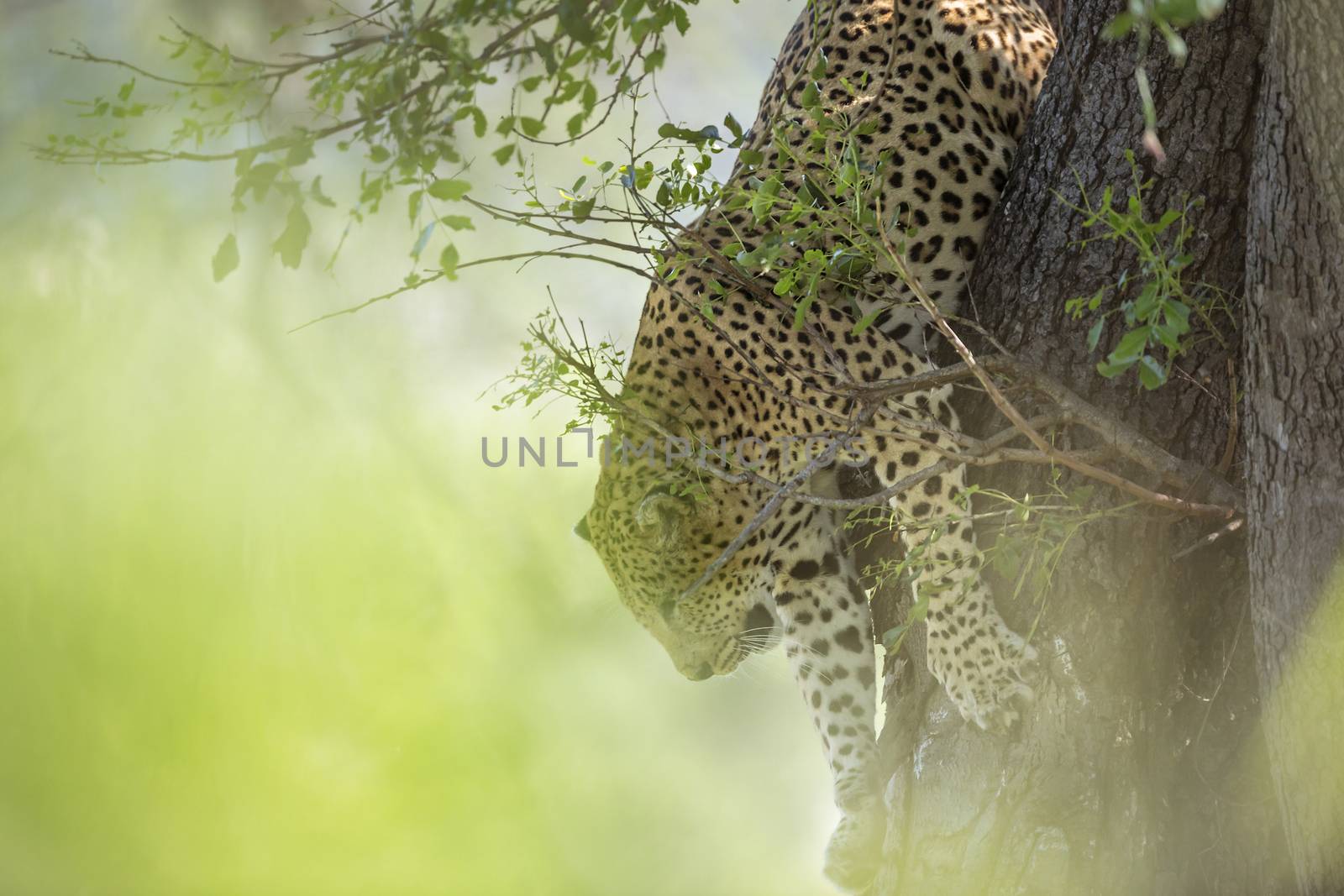 Leopard jumping down a tree in Kruger National park, South Africa ; Specie Panthera pardus family of Felidae