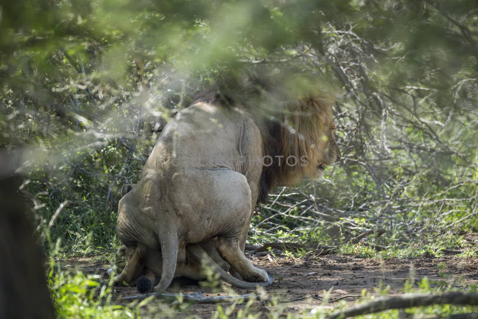 African lion mating in Kruger National park, South Africa ; Specie Panthera leo family of Felidae