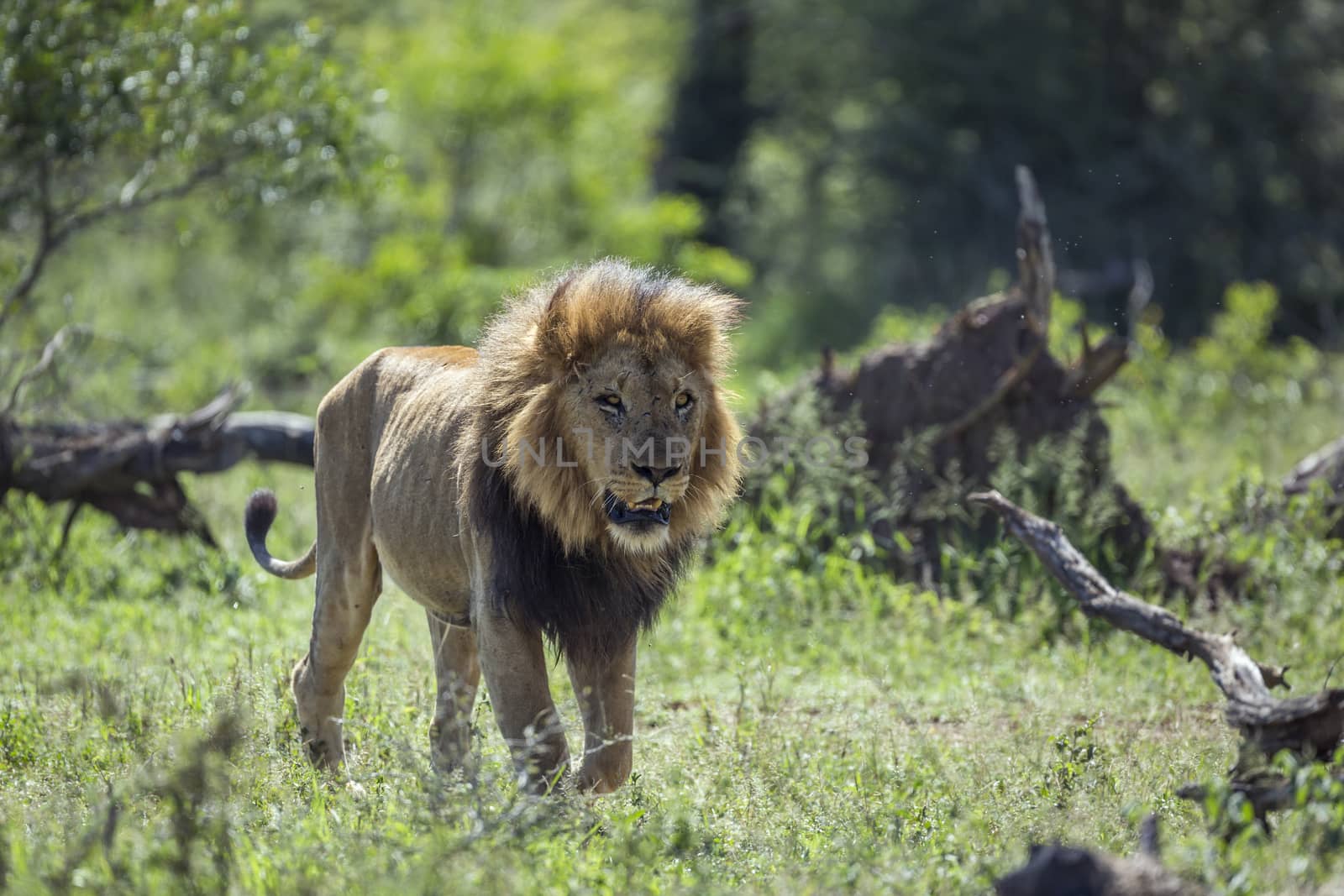 African lion in Kruger National park, South Africa by PACOCOMO