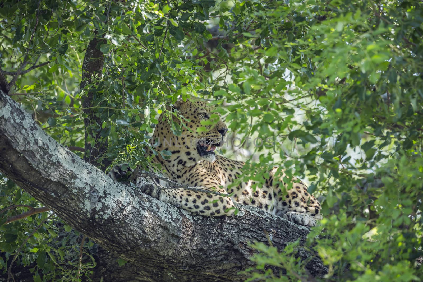 Leopard in Kruger National park, South Africa by PACOCOMO