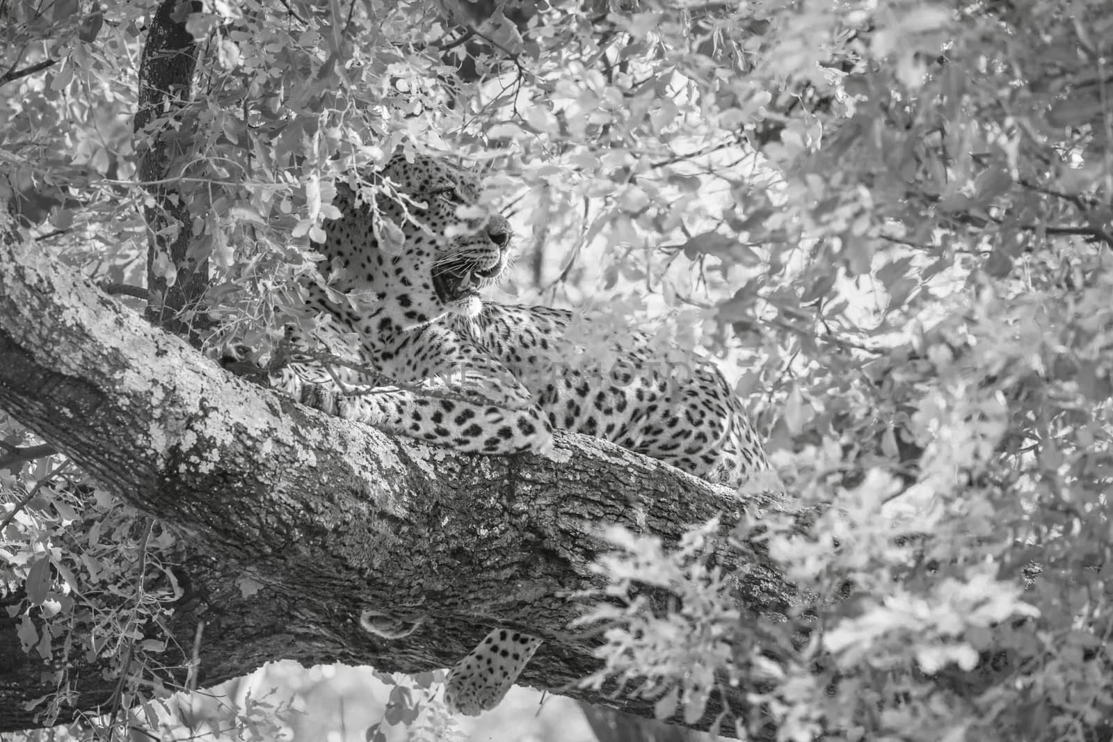 Leopard lying down in a tree in Kruger National park, South Africa ; Specie Panthera pardus family of Felidae