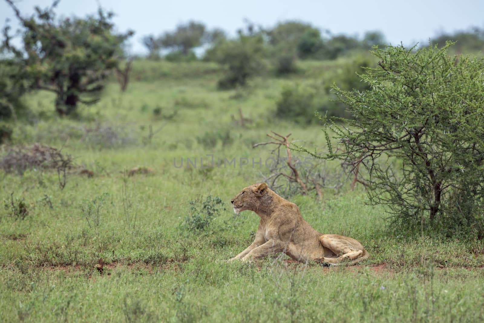 African lion in Kruger National park, South Africa by PACOCOMO