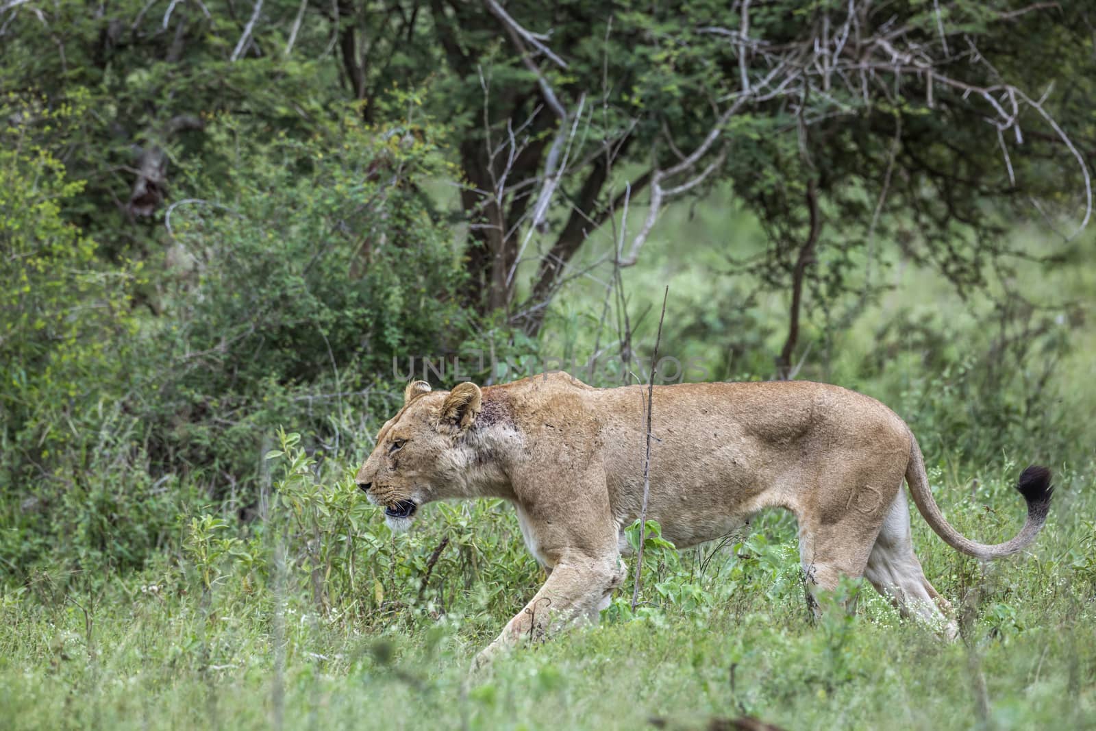 African lioness walking in green savannah in Kruger National park, South Africa ; Specie Panthera leo family of Felidae