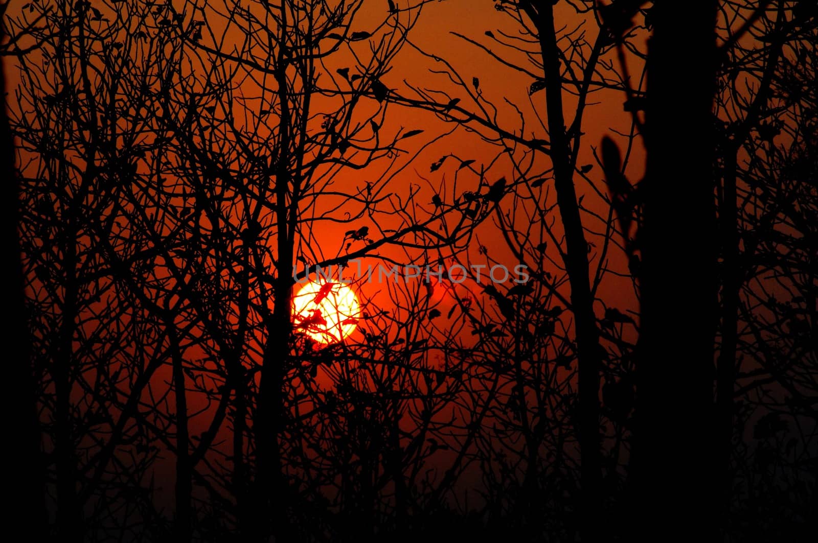Sunset in Wooded Trees