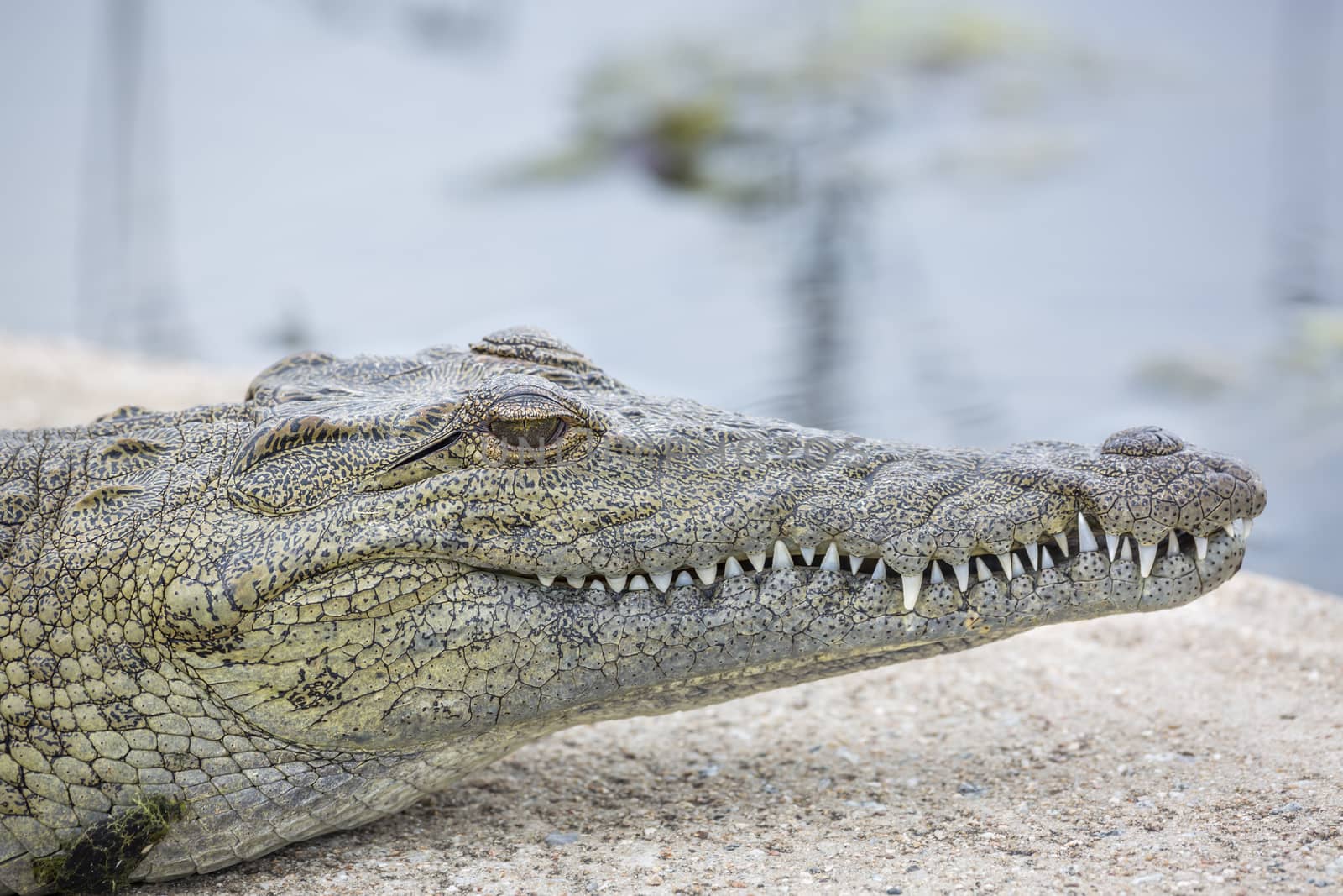 Nile crocodile in Kruger National park, South Africa by PACOCOMO