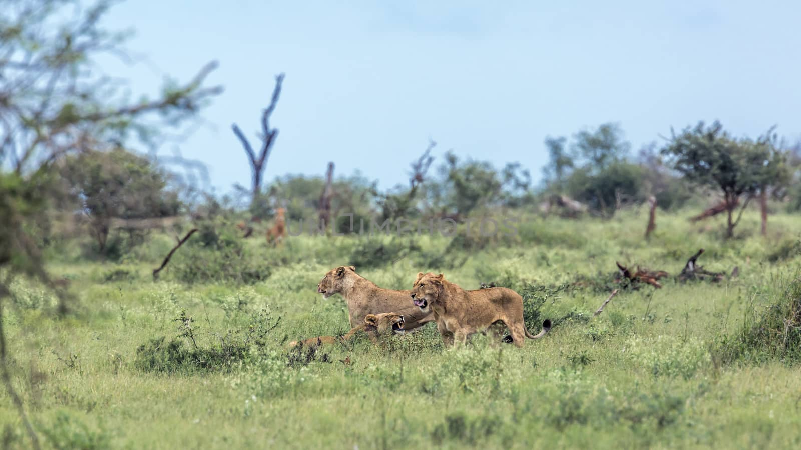 African lion in Kruger National park, South Africa by PACOCOMO