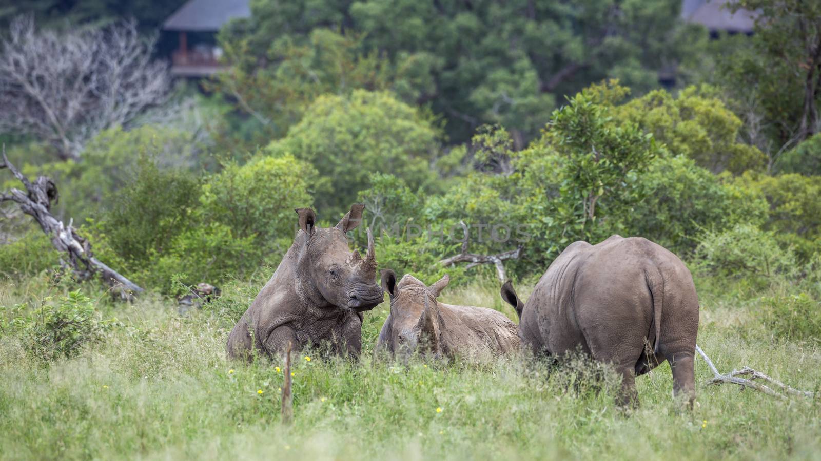 Southern white rhinoceros in Kruger National park, South Africa by PACOCOMO