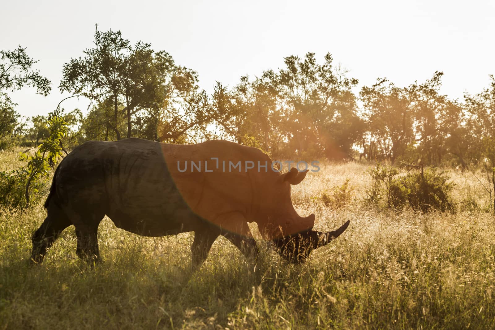 Southern white rhinoceros in Kruger National park, South Africa by PACOCOMO